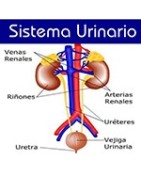 Aparato Urinario